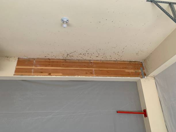 Best Mold Prevention Services  in USA